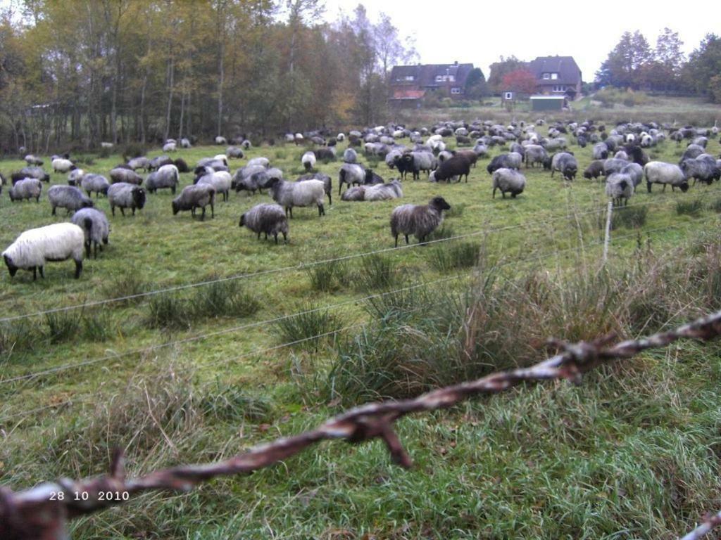Ferienhaus Huus Ton Witten Barg Undeloh Eksteriør bilde